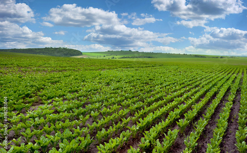 beet field  sugar beet rows  landscape panorama