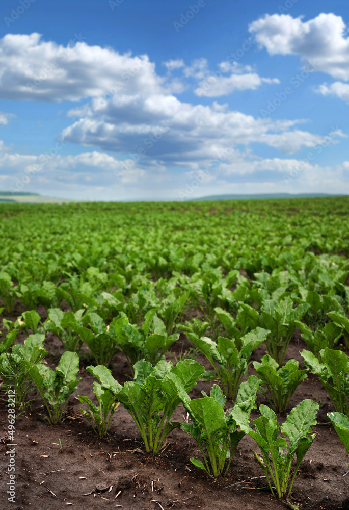 beet leaves in a field with cloudy blue sky