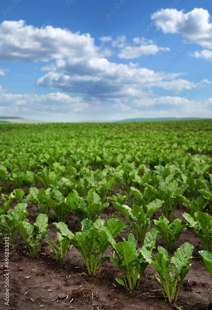 beet leaves in a field with cloudy blue sky beet leaves in a field with cloudy blue sky