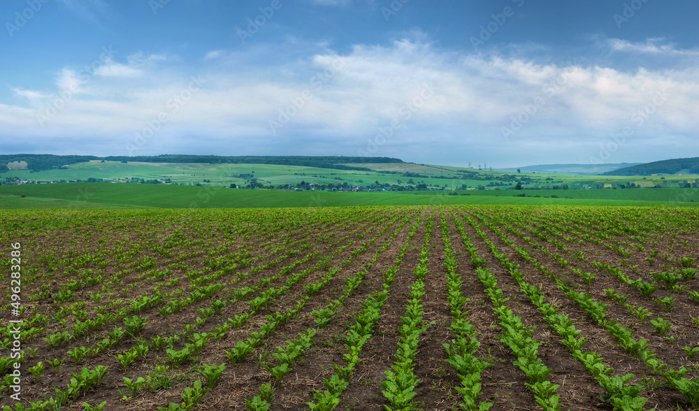 sugar beet field, rows and lines of young leaves, landscape panorama
