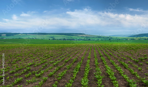 sugar beet field  rows and lines of young leaves  landscape panorama