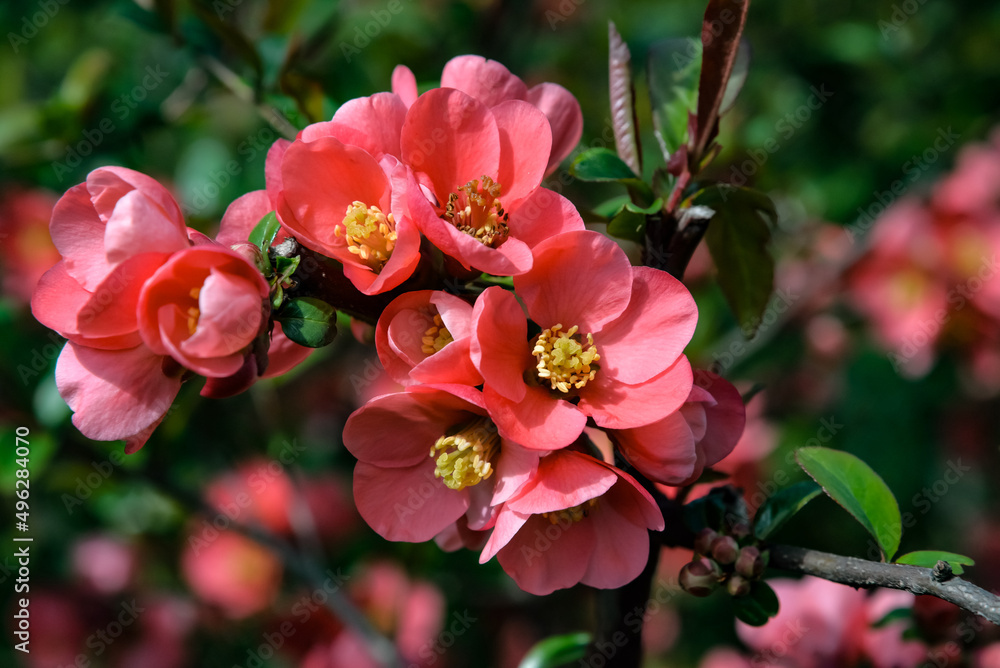 Begonia Begonia