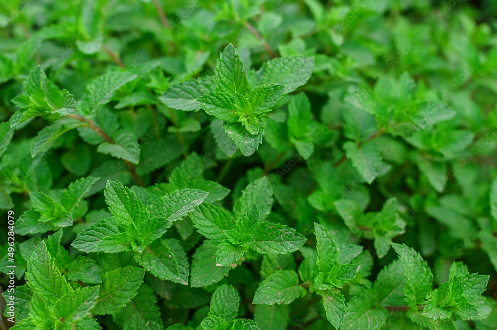 closeup of fresh wild green mint plants closeup of fresh wild green mint plants