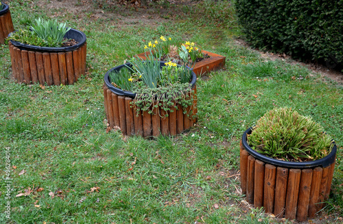 flower pots with spring planting bulbs, daffodils for perennials. three pots cylinder shape on the lawn, covered with a wooden palisade photo