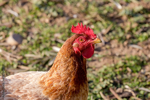 Behang Agriculture. Beautiful, bright chicken close-up