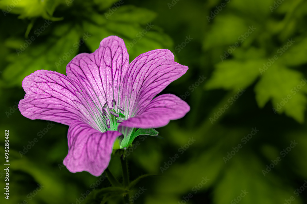 Obraz premium Close-up of a Pink flowering Plant