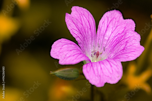 Close-up of a Pink flowering Plant