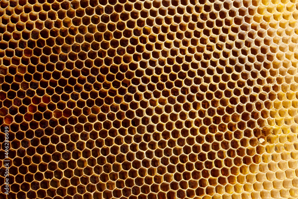 Background texture and pattern of a section of wax honeycomb from a bee hive filled with golden honey in a full frame view