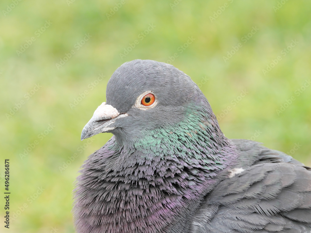 Kopf einer Stadttaube (Columba livia forma domestica) mit Auge, Schnabel, Gefieder im Halbprofil Kopf einer Stadttaube (Columba livia forma domestica) mit Auge, Schnabel, Gefieder im Halbprofil