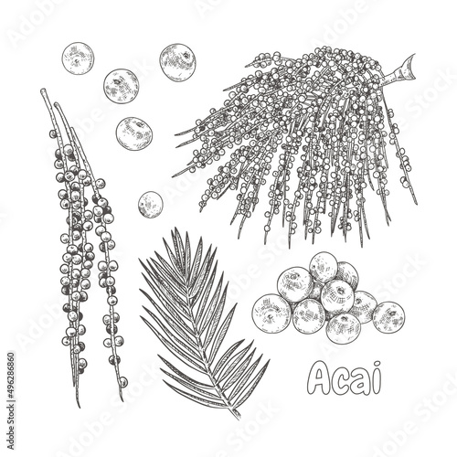 Hand drawn acai. Set sketches with acai palm branch, leaves and berries. Superfood. Vector illustration isolated on white background.