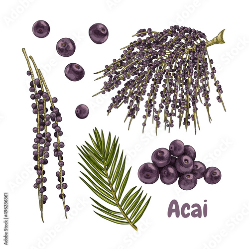 Hand drawn acai. Set sketches with acai palm branch, leaves and berries. Superfood. Vector illustration isolated on white background.