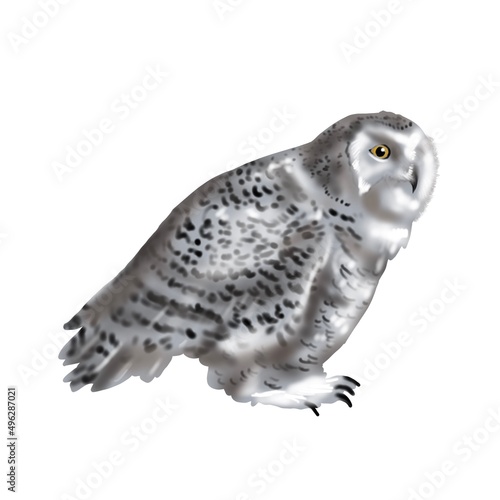 Watercolor illustration of a polar owl. Realistic owl is white with yellow eyes. Nuctea scandiaca, Snowy owl photo