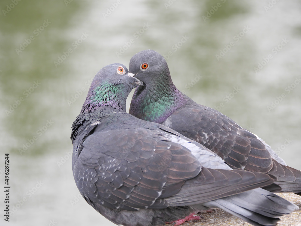 Beim Atzen übergibt eine Stadttaube (Columba livia forma domestica) einer anderen Nahrung als Vorspiel zur Paarung Beim Atzen übergibt eine Stadttaube (Columba livia forma domestica) einer anderen Nahrung als Vorspiel zur Paarung