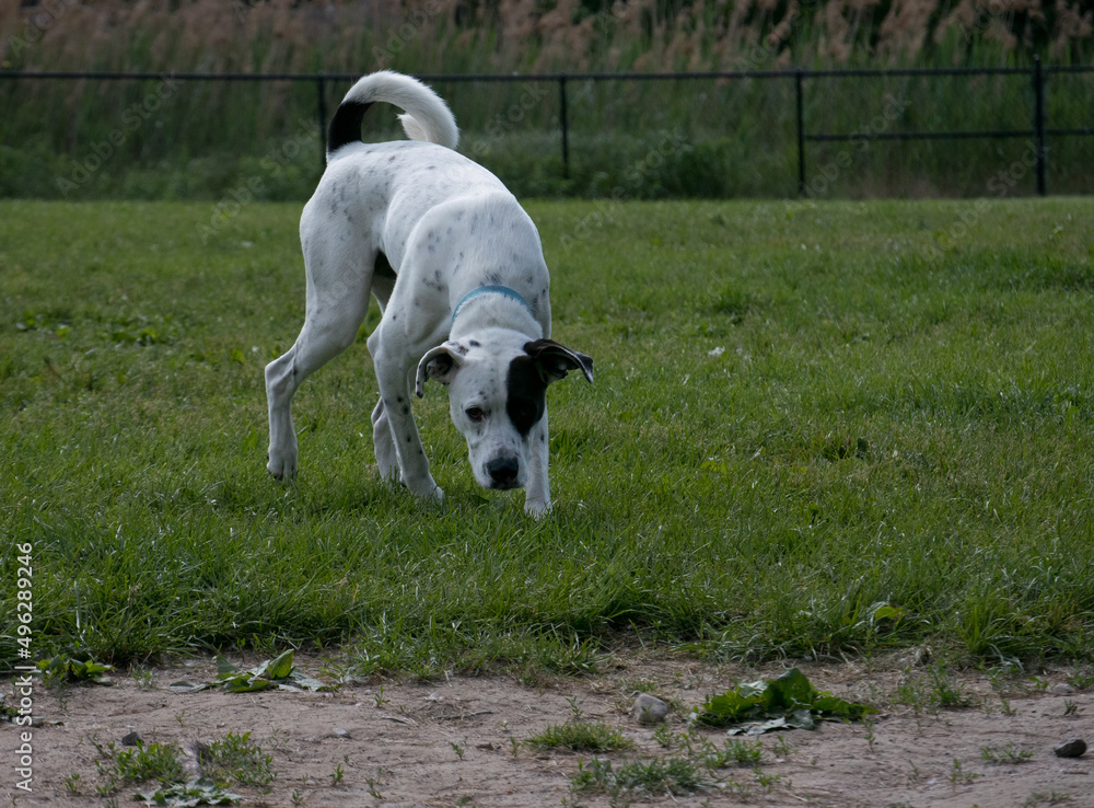 Dog standing on the grass at the dog park Dog standing on the grass at the dog park