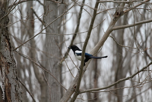 Closeup photography of the magpie