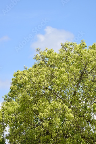 Wallpaper Mural A Peepal tree on the compound of a Hindu Temple in Central Trinidad. This tree is sacred to Hinduism and is native to India. Torontodigital.ca
