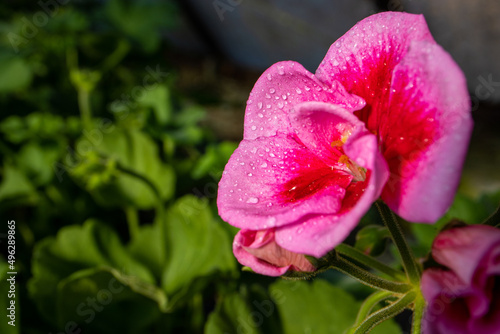 Pink flower with drops
