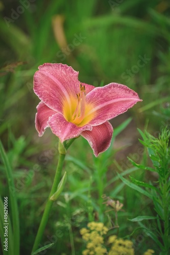 Closeup of a beautiful flower. Lily with green grasses in the background.