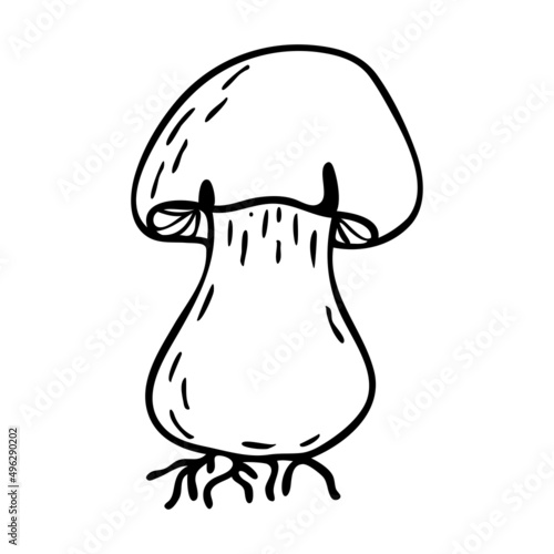 Vector contour mushroom. Boletus mushroom icon. Doodle illustration. Clipart.
