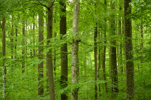 Ausschnitt eines Waldes im Frühling © stefanwolpert