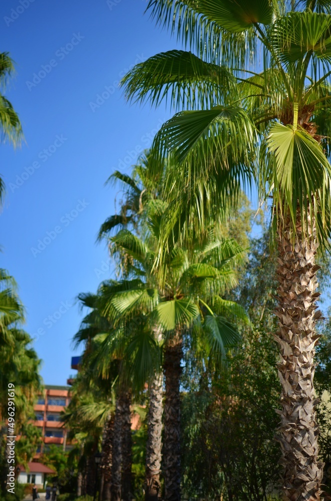 Palm trees on the beach with sky