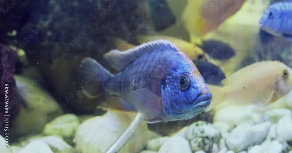 Close-up blue fish in aquarium swims away. Beautiful brigh Aulonocara nyassae with colorful fish-pets flock. Slow motion 4k footage. Tropical fish fauna in home aquarium with corals. Calming hobby Close-up blue fish in aquarium swims away. Beautiful brigh Aulonocara nyassae with colorful fish-pets flock. Slow motion 4k footage. Tropical fish fauna in home aquarium with corals. Calming hobby