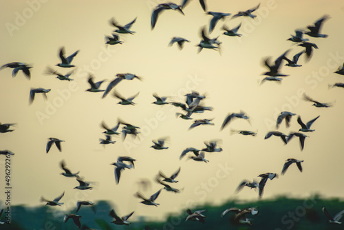 A flock of black-headed gulls in flight - blur effect © darekb22