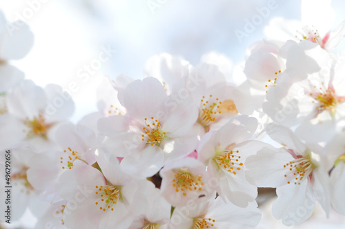 満開の桜（逆光） © kuchikarasuni