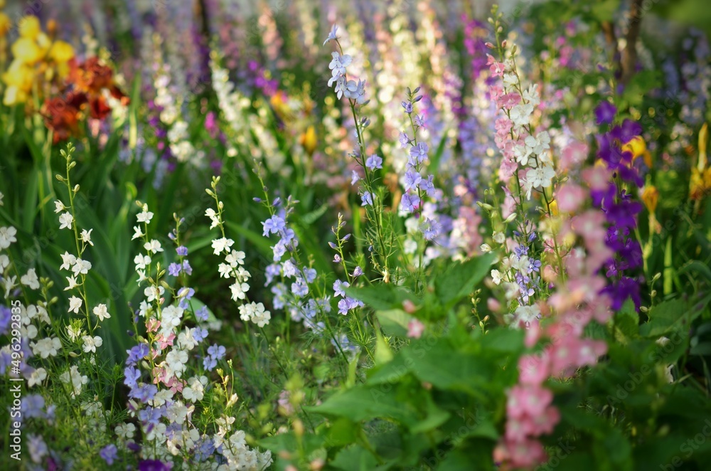 Obraz premium Flowers in the garden, colorful field in forest