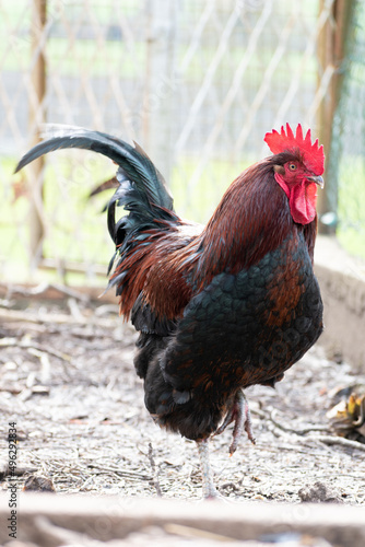 French rooster in a farm with beautiful dark plumage