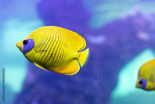 Blue-cheeked butterflyfish swimming in blue water photo