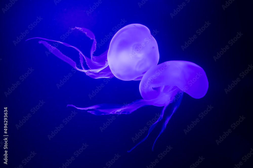 Naklejka premium Two common jelly-fishes swimming in water against light