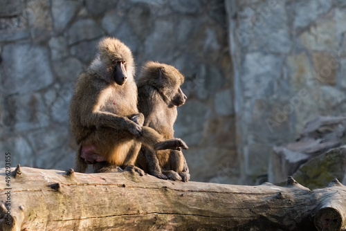 Couple of baboons sitting on log outdoors and relaxing