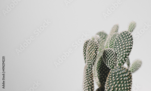 Cactus against a grey background