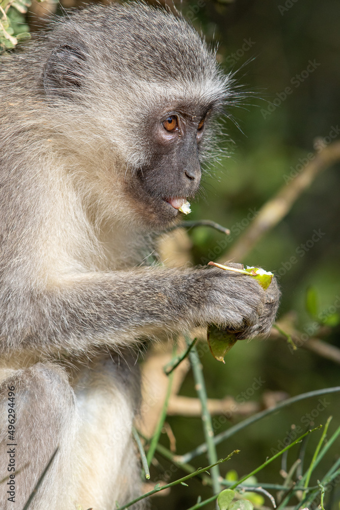 Fototapeta premium Vervet monkey eating a wild fruit, Addo Elephant National Park