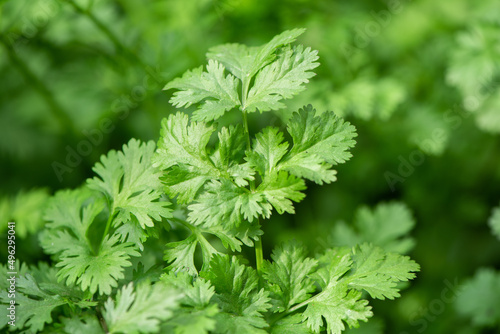 Coriander plant chinese parsley or cilantro add a flavour to many culinary dishes