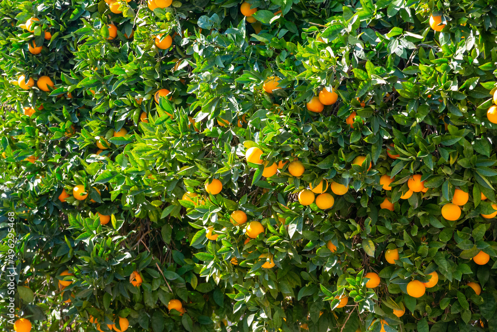 Branch orange tree fruits green leaves