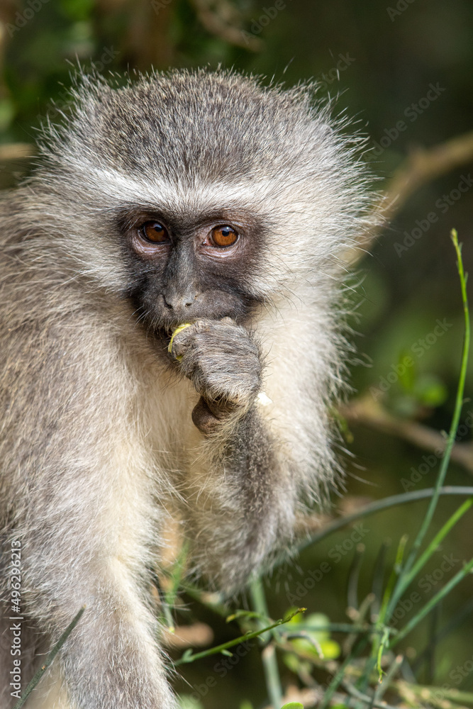 Vervet monkey eating a wild fruit, Addo Elephant National Park Vervet monkey eating a wild fruit, Addo Elephant National Park
