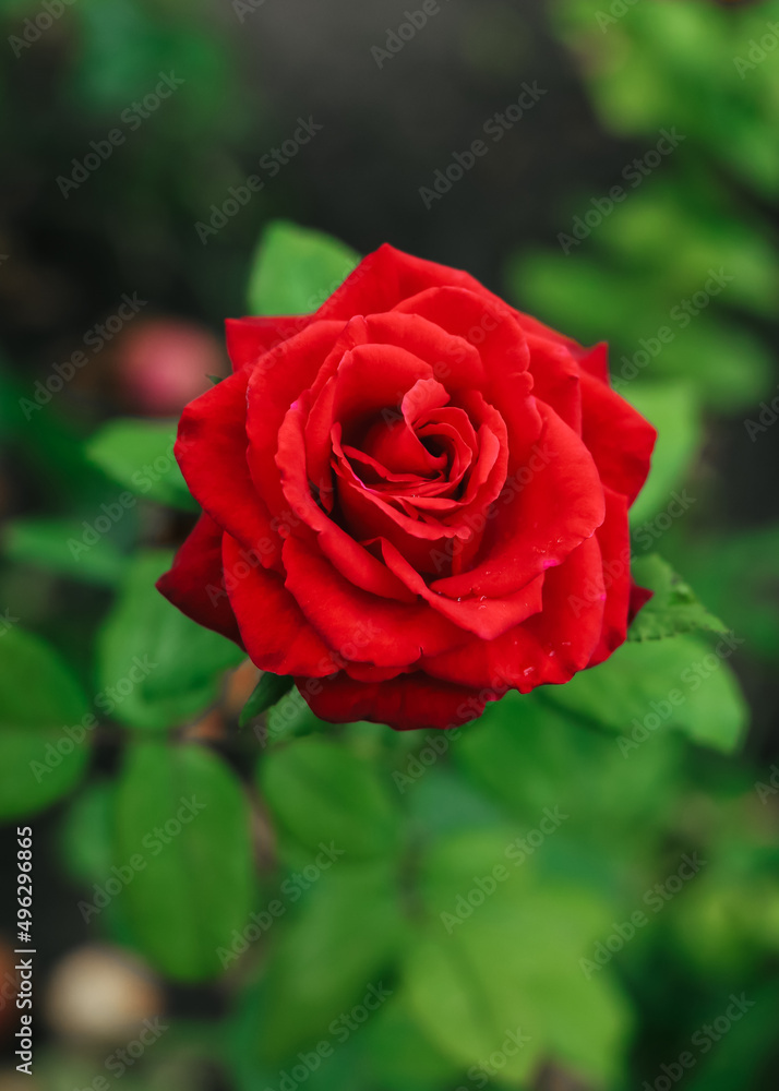 The red rose tea-hybrid Ingrid Bergman grows in the garden. Close-up. The red rose tea-hybrid Ingrid Bergman grows in the garden. Close-up.
