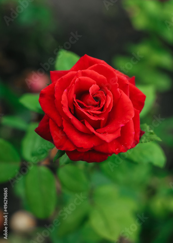 The red rose tea-hybrid Ingrid Bergman grows in the garden. Close-up.