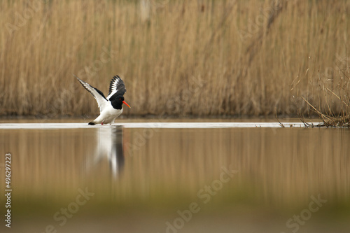 Austernfischer (Haematopus ostralegus) photo