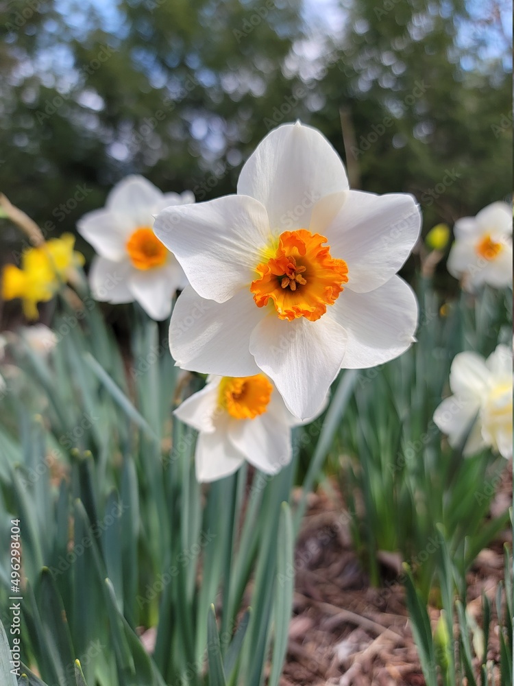 Fototapeta premium daffodils in the garden