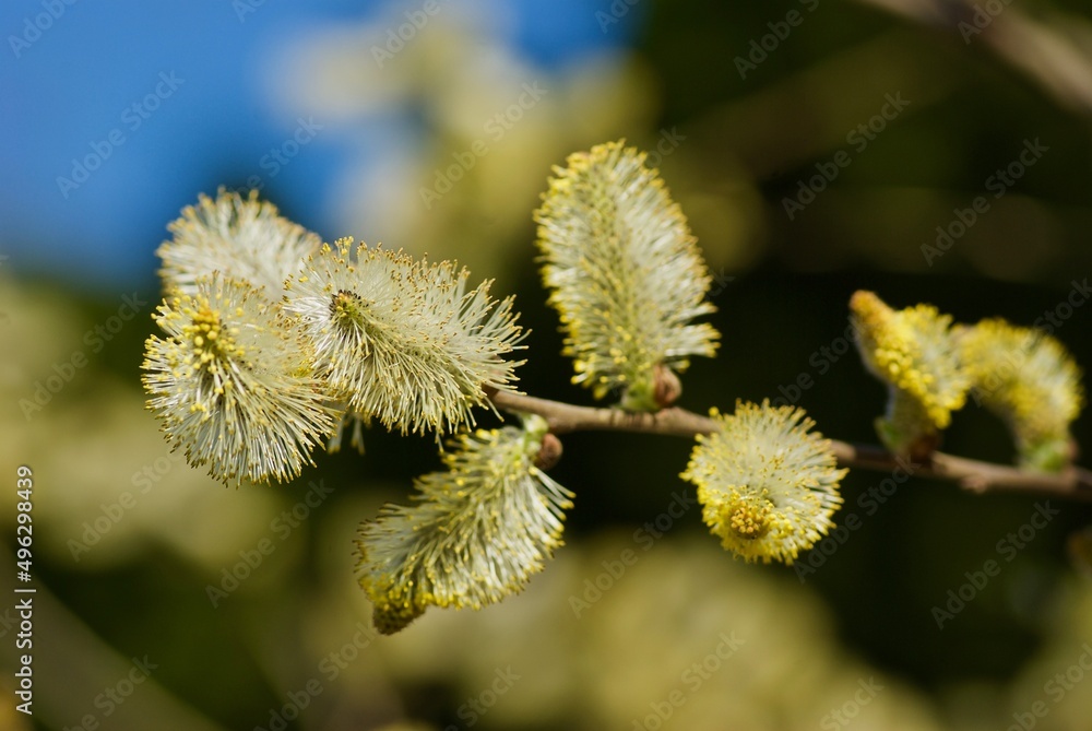 Close up of goat willow twig with male catkins against nature background in spring. Close up of goat willow twig with male catkins against nature background in spring.