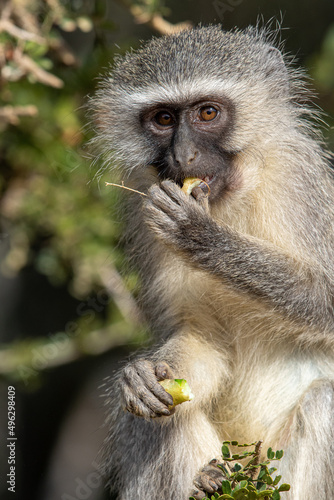 Vervet monkey eating a wild fruit, Addo Elephant National Park © Kim