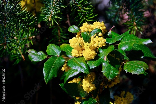The evergreen plant mahonia aquifolium with yellow blooming in spring grows in front of conifer.