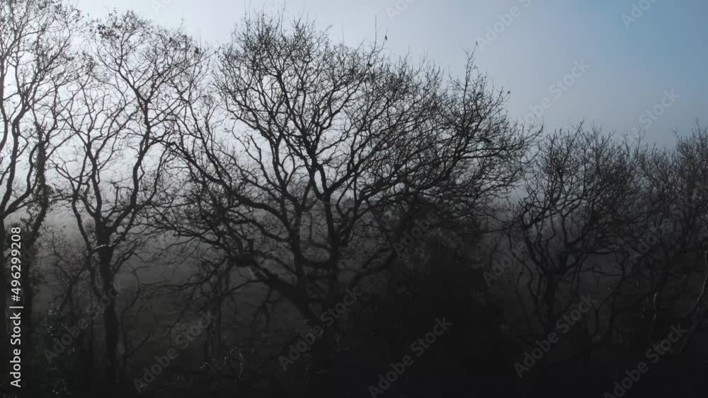 AERIAL: Sideways flight along silhouette treeline with foggy backdrop, Gower, 4k Drone AERIAL: Sideways flight along silhouette treeline with foggy backdrop, Gower, 4k Drone