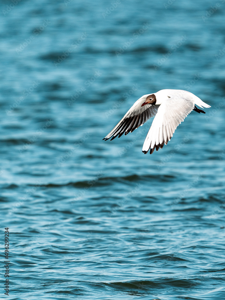 seagull in flight