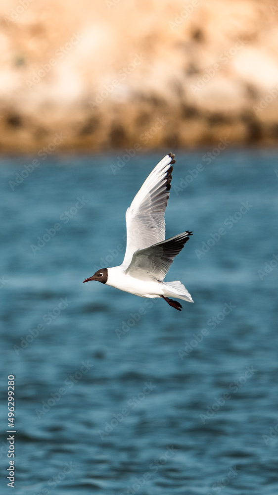 seagull in the sea seagull in the sea