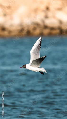 seagull in the sea