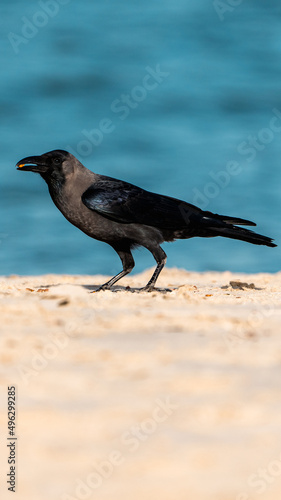 crow on the sand
